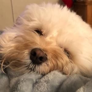 Meet your Posher, Joy